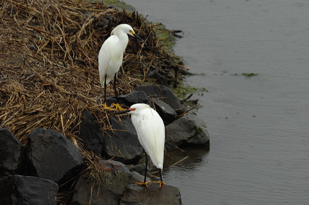 Egret, Snowy, 2012-05155949 Edwin B Forsythe NWR, NJ.JPG - Snowy Egret. Edwin B. Forsythe National Wildllife Refuge, NJ, 5-15-2012